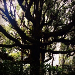 Podocarpus totara