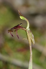 Chiloglottis curviclavia