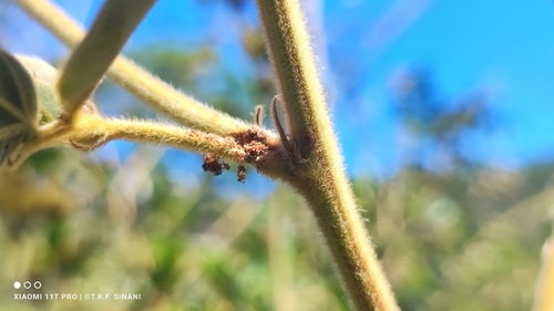 Mimosa debilis, 2026-01-24