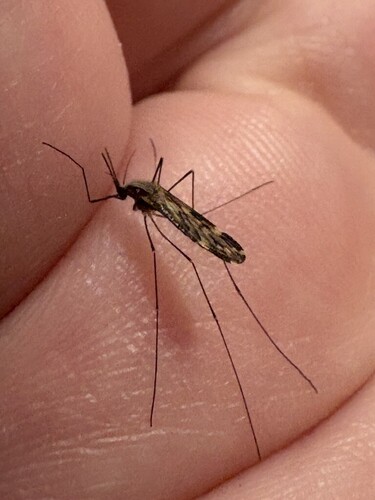 Unknown species found near Rupert, VT, USA