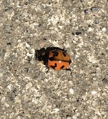 Coccinella transversalis