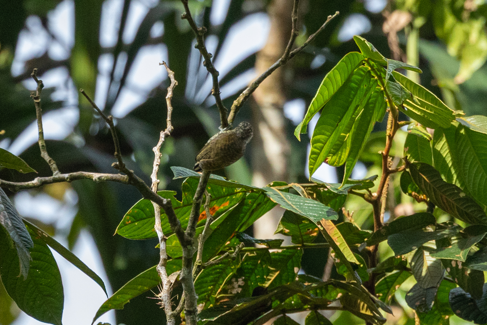 Lafresnaye's Piculet (Picumnus lafresnayi), photo 8