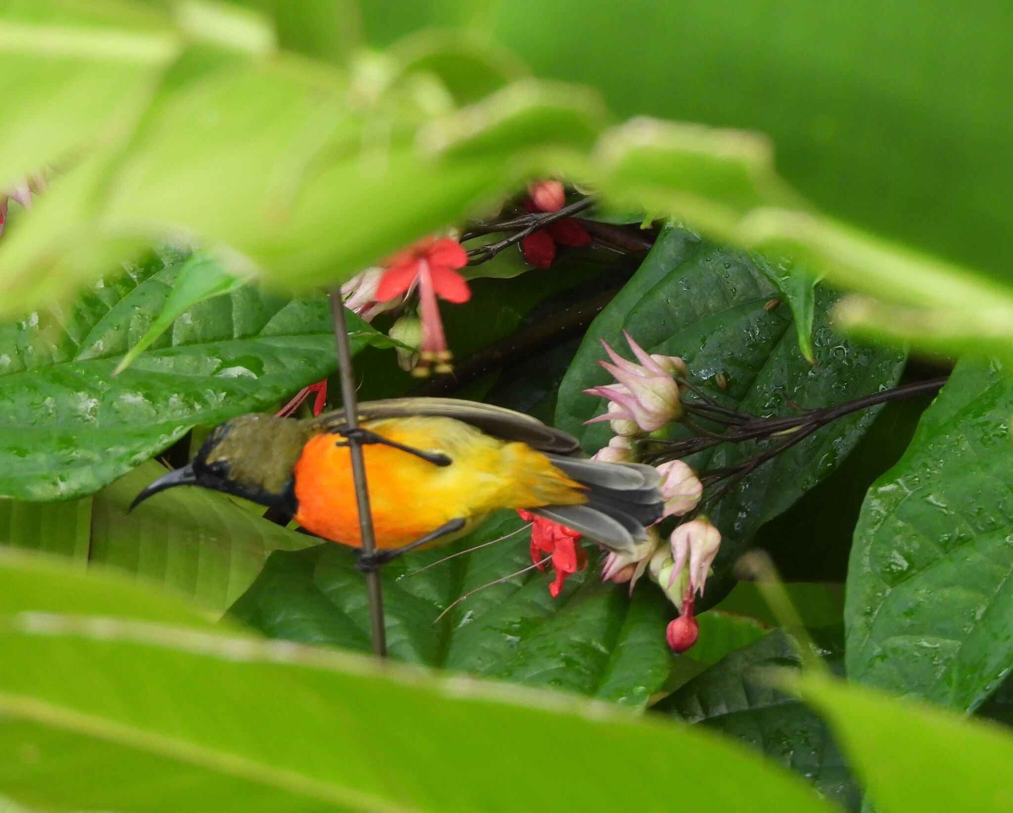 Flame-breasted Sunbird (Cinnyris solaris), photo 1