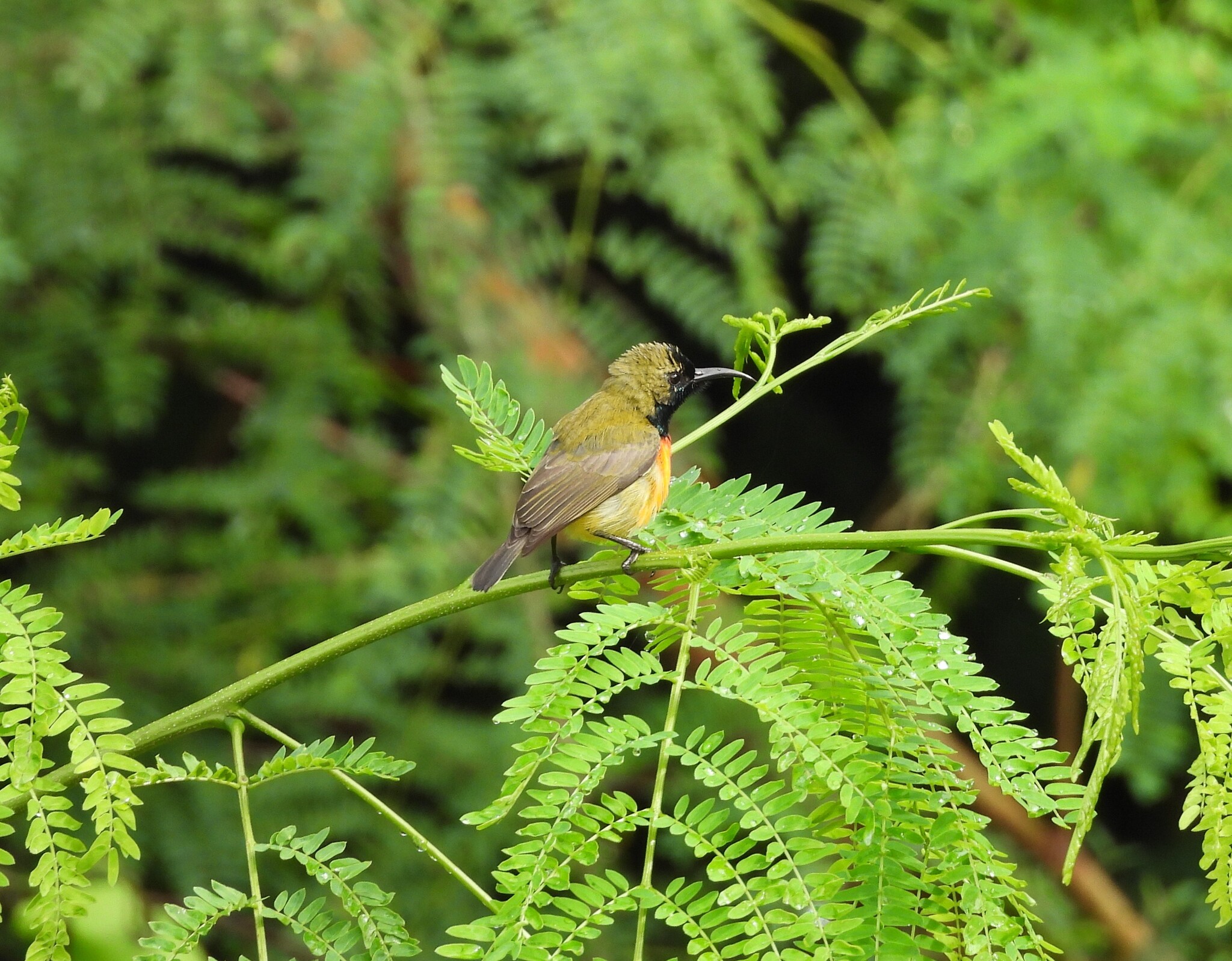 Flame-breasted Sunbird (Cinnyris solaris), photo 2