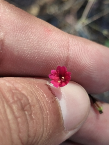 Slim-Stalk Spiderling (Boerhavia gracillima)