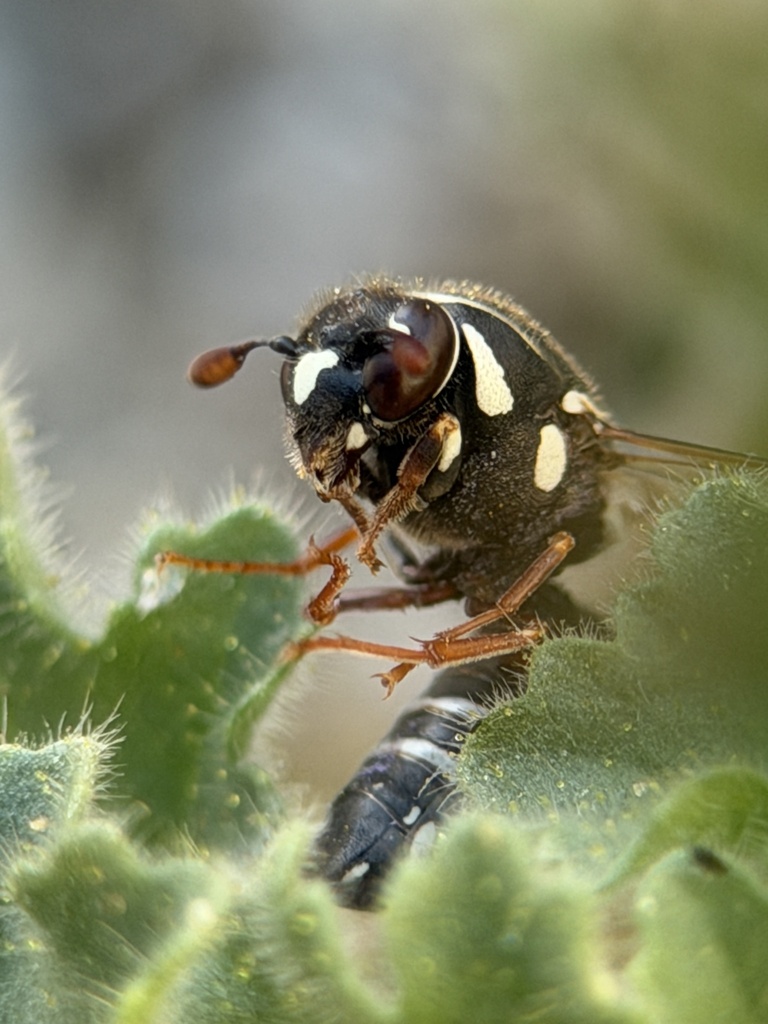 Pseudomasaris basirufus