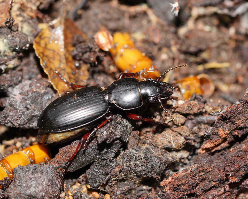 Eurylychnus