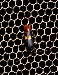Marava arachidis