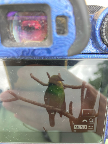 Chloropsis palawanensis observed 2026-02-20