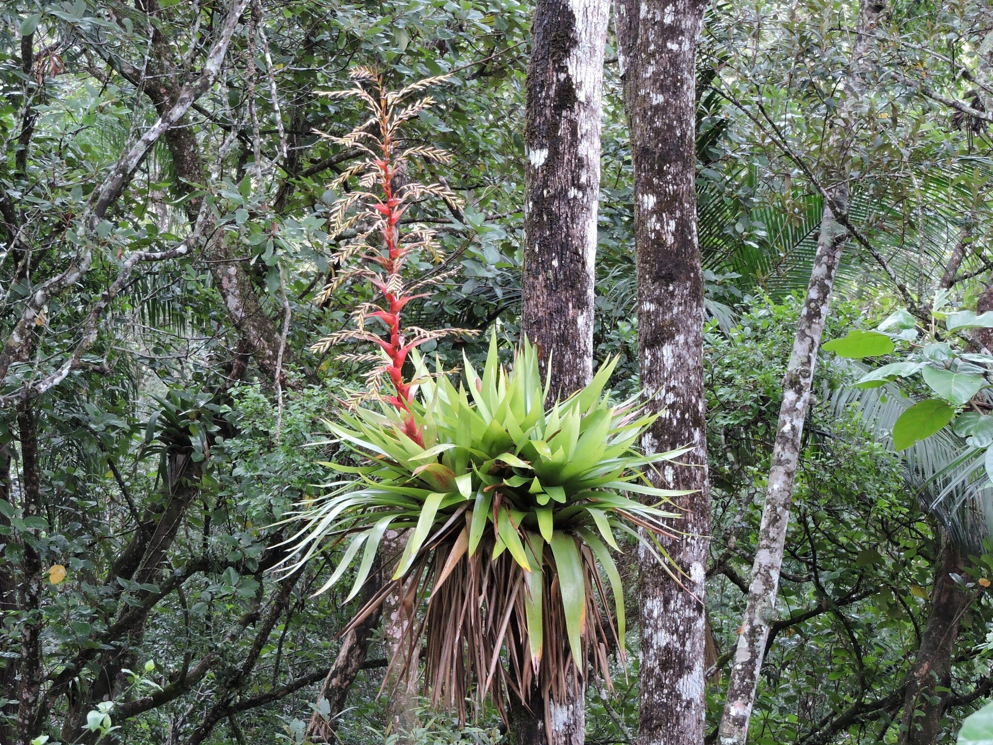 Vriesea altodaserrae