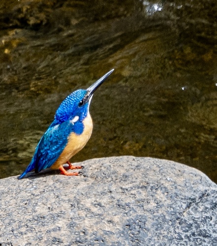 Half-collared Kingfisher