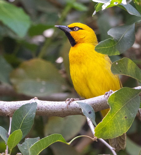 Spectacled Weaver