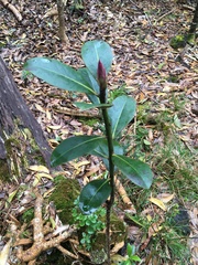 Myrsine lessertiana