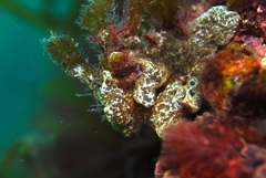 Aplousobranchia