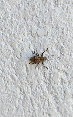 Pantomorus postfasciatus