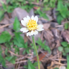 Tridax procumbens