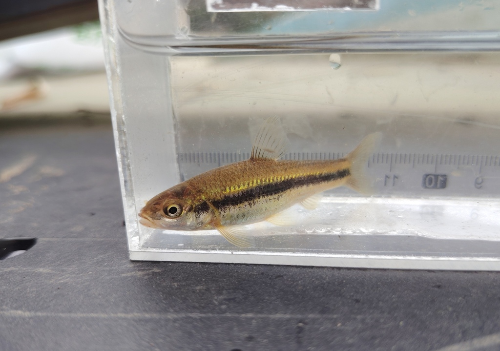 Beardless gudgeon (Gnathopogon imberbis) — Cyprinidae