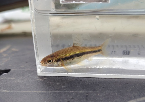 Beardless gudgeon (Gnathopogon imberbis) — Cyprinidae