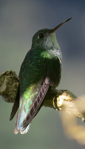 White-bellied Hummingbird (Elliotomyia chionogaster)