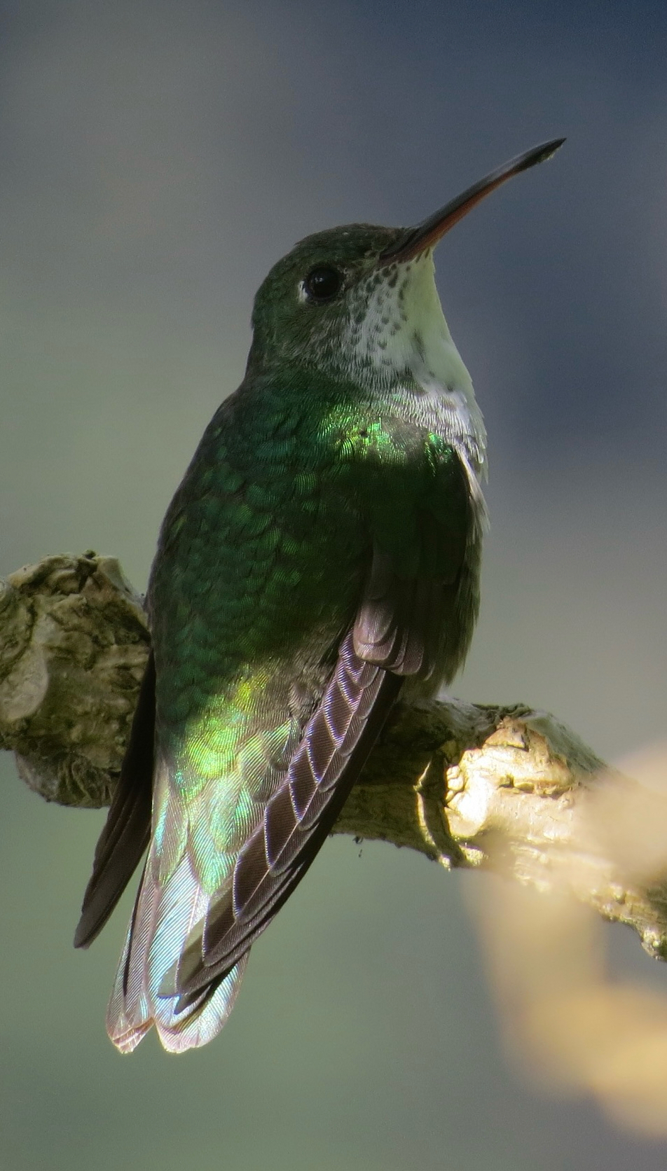 White-bellied Hummingbird (Elliotomyia chionogaster), photo 1