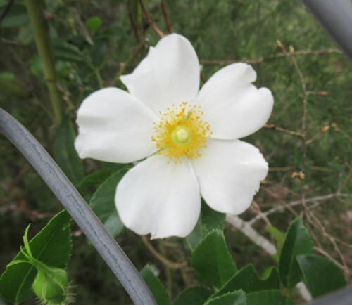 Macartney's rose (Rosa bracteata)