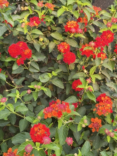Lantana horrida (Lantana horrida)