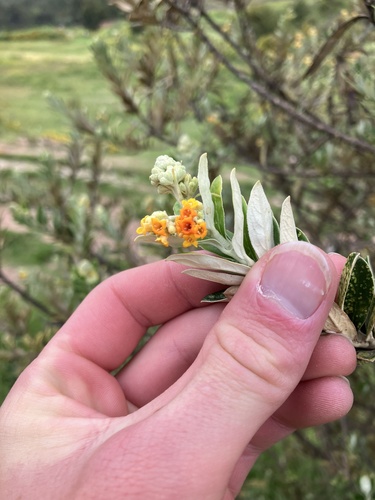 Buddleja coriacea