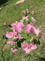Bougainvillea