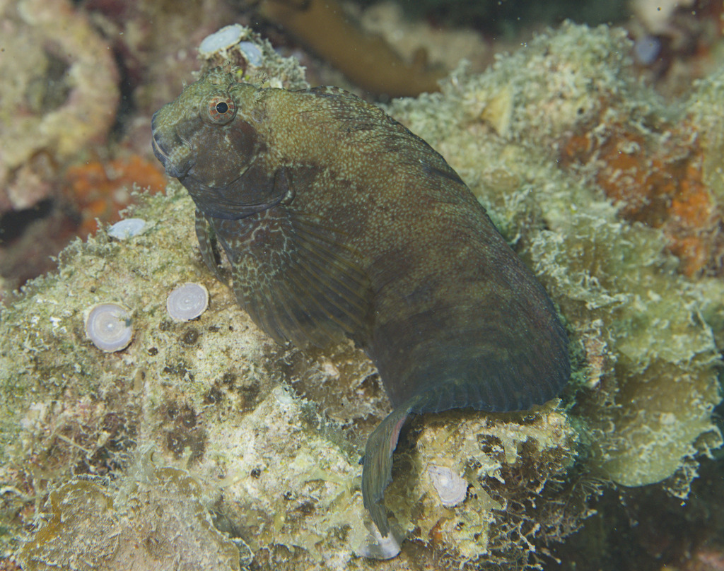 Obscure blenny (Salarias obscurus) — Blenniidae