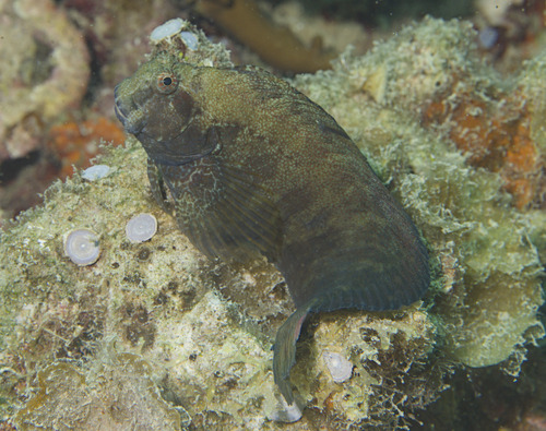 Obscure blenny (Salarias obscurus) — Blenniidae