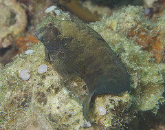 Obscure Blenny photo 1