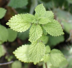 Hesperocnide tenella, photograph (c) nmoorhatch, some rights reserved (CC BY)