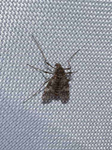 Unknown species found near Bevan Dr, Fairfax, VA, US