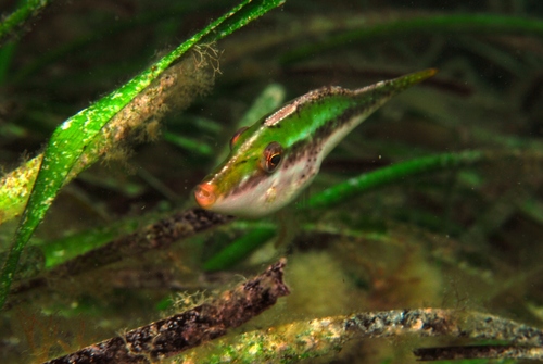 Bridled leatherjacket (Acanthaluteres spilomelanurus) — Monacanthidae
