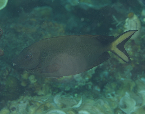 Siganus punctatissimus observed 2026-03-10