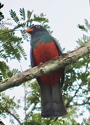Slaty-tailed Trogon (Trogon massena), photo 9