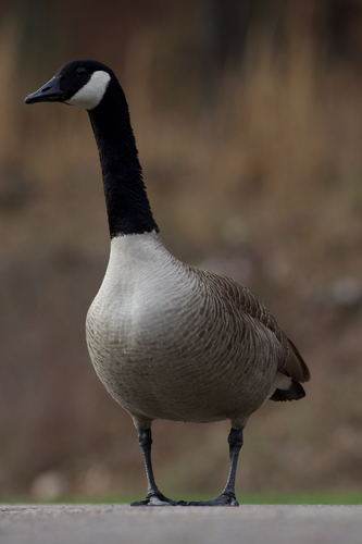Canada Goose photographed in Oklahoma