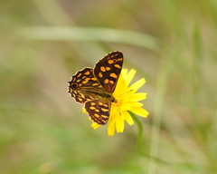 Oreixenica kershawi