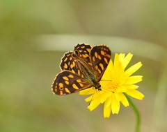 Oreixenica kershawi