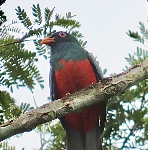 Slaty-tailed Trogon (Trogon massena), photo 8