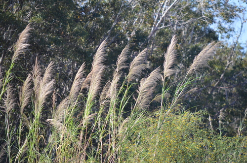 Burma Reed (Neyraudia reynaudiana)