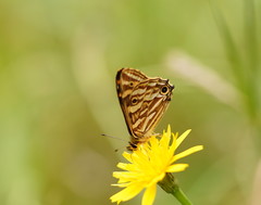 Oreixenica kershawi