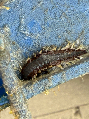 Amphinome rostrata observed 2026-03-10