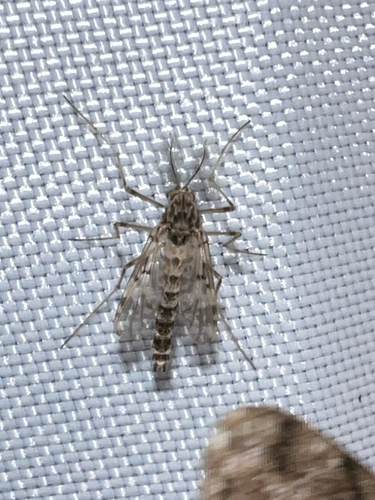 Unknown species found near Bevan Dr, Fairfax, VA, US