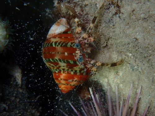 Pagurus hirtimanus observed 2026-03-03