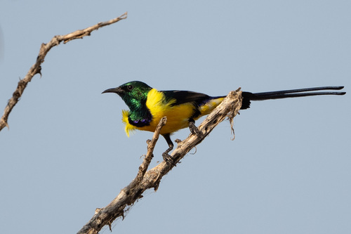 Nile Valley Sunbird