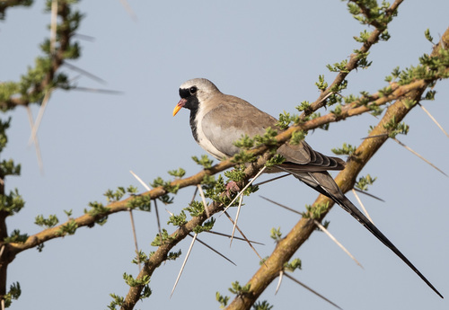 Namaqua Dove
