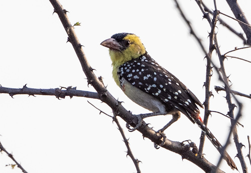 Yellow-breasted Barbet