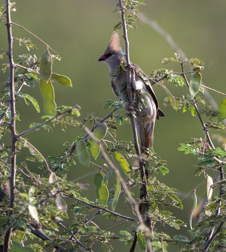 Blue-naped Mousebird