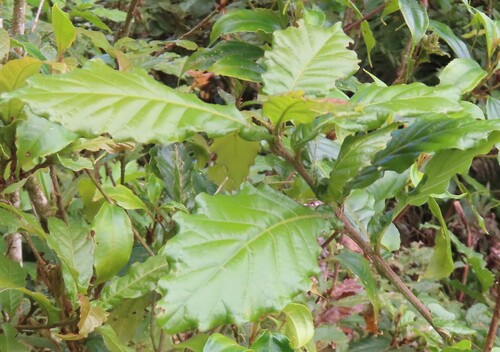 Quercus insignis - Leaf underside detail